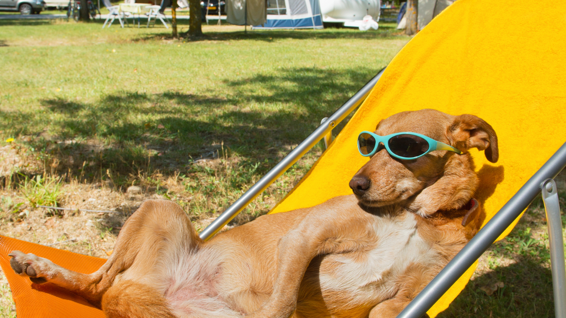 Taking Dogs Camping: Safety Tips and Fun Ideas for All Weather Conditions